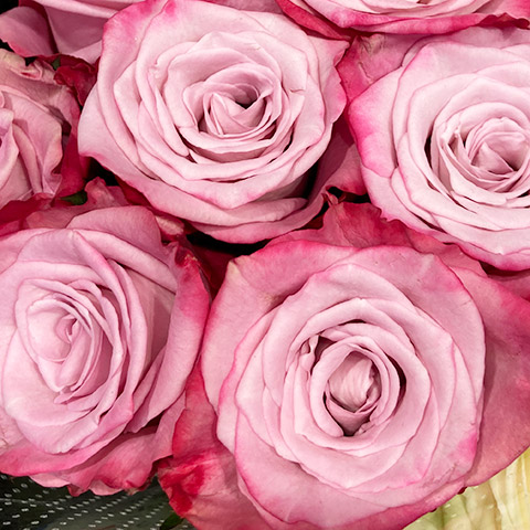 今週の店頭 東京 10 27 Rose Rose Rose 新品種バラ フレネットhibiya